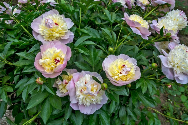 Gyönyörű Ápolt Bokor Virágzó Virágok Bazsarózsa Kertben Ház — Stock Fotó