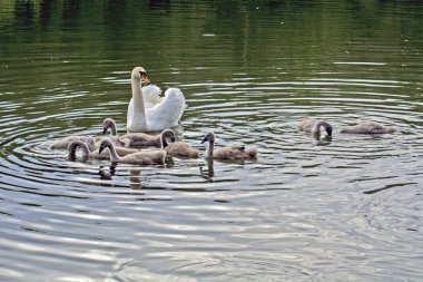 Anne Kuğu ve dokuz küçük kuğu Voyvodina 'daki nehirde mutlu bir şekilde yüzüyor. Annem açık denizden herhangi bir tehlike olmamasına dikkat eder. Küçük kuğular yiyecek aramayı öğrenirler..