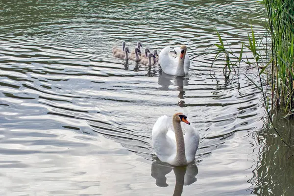 Família Dos Cisnes Nove Pequenos Cisnes Velejam Contentamente Rio Voivodina — Fotografia de Stock