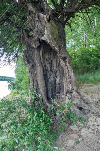 Large Old Willow Tree Has Been Damaged Willow Still Stands — Stock Photo, Image