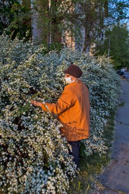 Yürüyüş yaparken koruyucu maske takan bir bayan. O, gün batımında gür çiçekleri sever ve buna karşı koyamaz..