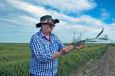 Tahıl tarlasında kontrol ettiği bir tarım uzmanı ya da çiftçi. Ağaç ve kök sisteminin görünüşünü ve tahılın kalitesini inceler.