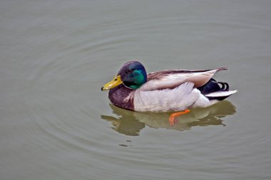 Yalnız bir göl ördeği suda yüzer ve yakınlardaki çiftini arar..