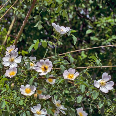 Doğada özgürce büyüyen ve arıları çeken güzel ve güzel kokulu çiçekler getiren bir gül..