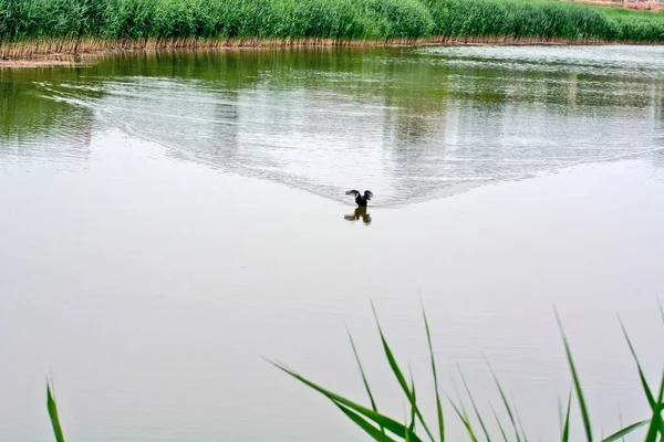 Ein Kleiner Teichvogel Schwimmt See Und Sucht Seinen Partner — Stockfoto