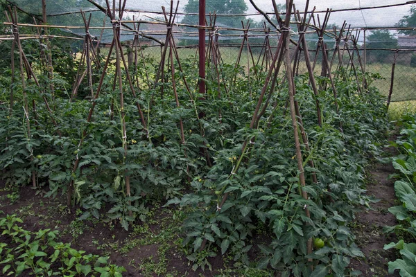 Giovani Steli Pomodoro Giardino Protetto Una Rete Tempeste Tempeste Atmosferiche — Foto Stock