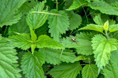 Genç ve güzel bir ısırgan otu ve orada saklanan bir çekirge. Nettle, insan ve hayvanların beslenme düzeninde sıkça kullanılan bir bitkidir..