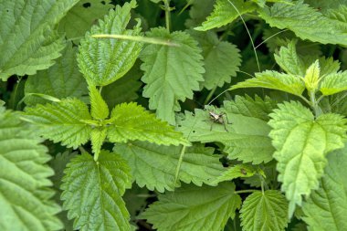 Şu anda kasabanın sembolü olan Vrsac kasabasındaki tepenin üstündeki eski kale..