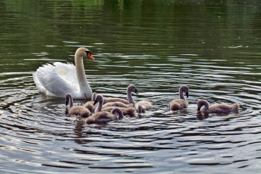 Anne Kuğu ve dokuz küçük kuğu Voyvodina 'daki nehirde mutlu bir şekilde yüzüyor. Annem açık denizden herhangi bir tehlike olmamasına dikkat eder. Küçük kuğular yiyecek aramayı öğrenirler..