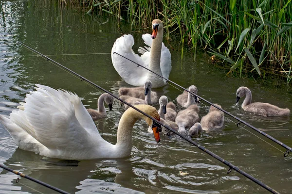 Una Familia Cisnes Nueve Pequeños Cisnes Navegan Contentos Largo Del —  Fotos de Stock