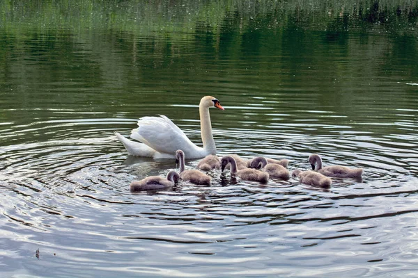 Madre Cisne Nueve Pequeños Cisnes Navegan Contentos Río Voivodina Mamá — Foto de Stock