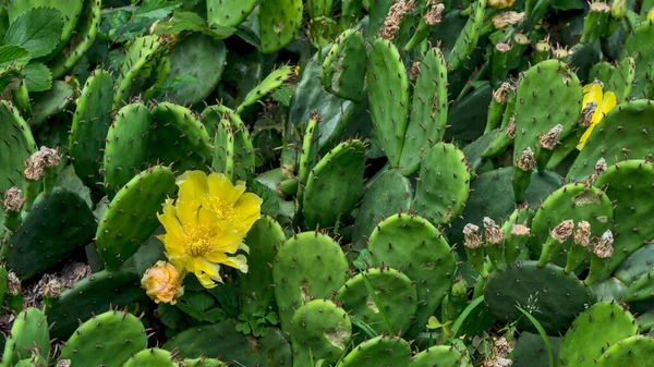 Bellissimo Fiore Cactus Che Sbocciato Cactus Cresce Liberamente Giardino — Foto Stock