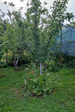 Armut ağacının etrafında güzel, büyük bir çiçek ve çiçek çalısı..