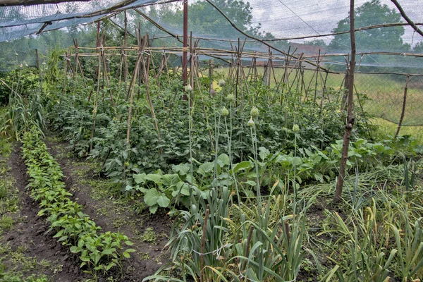 Part of a rural garden with early vegetables under a protective net. Network protection from direct sunlight as well as from the weather.
