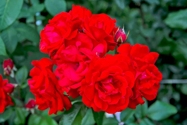 Piękna Kwitnąca Róża Ogrodowa Zachwyca Swoim Wyglądem Kolorem Zapachem — Zdjęcie stockowe