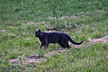 Tarlada güzel bir siyah kedi avlanmaya çalışıyor..
