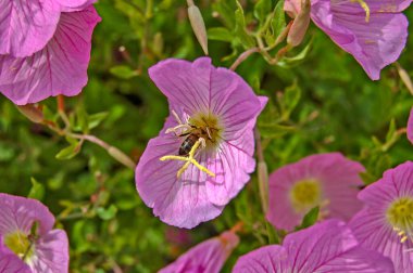 Arı ve güzel çiçekler Yunanistan 'da deniz kenarında Pembe Akşam Çiçeği.