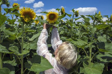 Yeni çiçek açan bir ayçiçeğinin açık arazi plantasyonunda dişi bir tarım uzmanı bitkinin kalitesini kontrol eder..