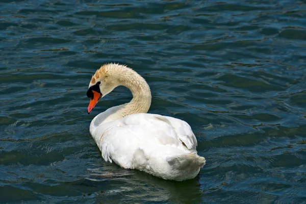 Cisne Solitario Navega Través Del Lago Observa Los Alrededores —  Fotos de Stock