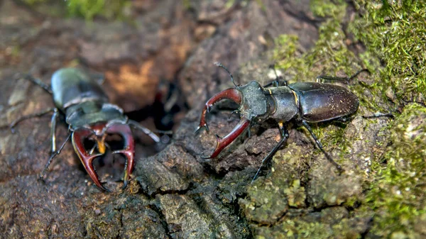 A pair of adult European beetle beetle Lucanus cervus on a tree defends the entrance to their community. Inside are the cubs of this pair of beetles. The location is a hill above the town of Vrsac in Serbia.