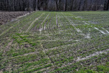 Şiddetli yağmurdan sonra suyla dolu bir mahsulün altındaki tarla. Kara bulutlar daha çok yağmur ilan ediyor..