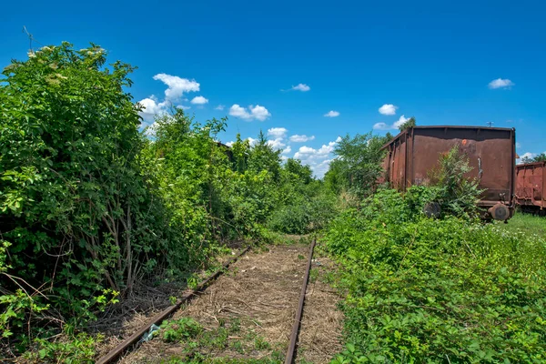 Sad Picture Railroad Railway Track Wagons Bushes Bushes Hid Rails — Stock Photo, Image