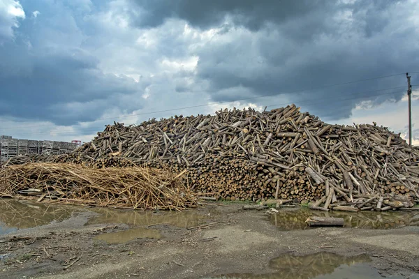 Huge Hill Wood Storage Logs Stored Processing Industry Stored Outdoors — Stock Photo, Image