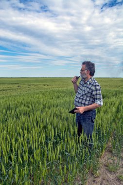 Tarlada bir çiftçi erken buğdayın kalitesini kontrol eder. Kontrol tablet bilgisayarına yardım ediyor..