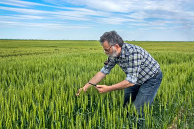 Tarlada bir çiftçi erken buğdayın kalitesini kontrol eder. Kontrol tablet bilgisayarına yardım ediyor..