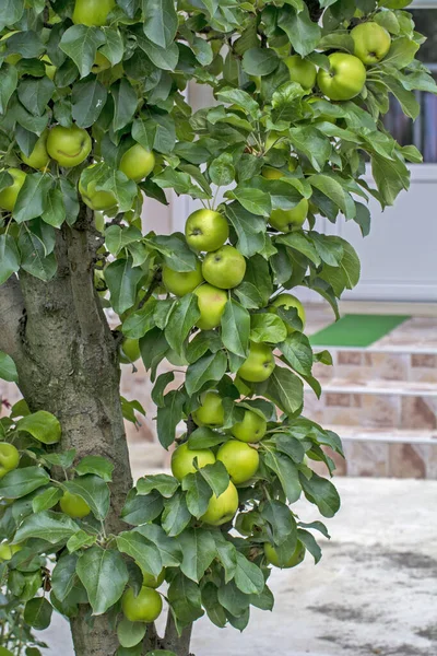 Bellissimo Sano Melo Verde Albero Albero Decorazione Cortile Altrimenti Bello — Foto Stock