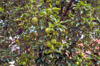 Ağaçta güzel ve sağlıklı bir yeşil elma ağacı. Ağaç, güzel ve bakımlı bir bahçenin süslemesidir..