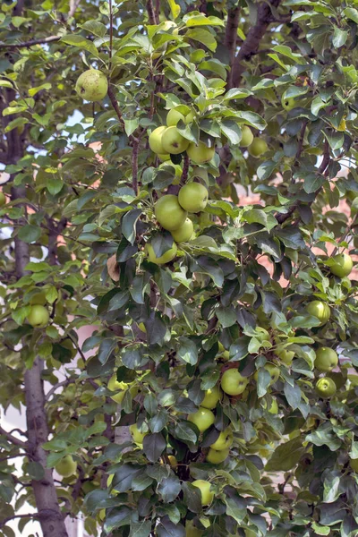Ein Schöner Und Gesunder Grüner Apfelbaum Auf Einem Baum Der — Stockfoto