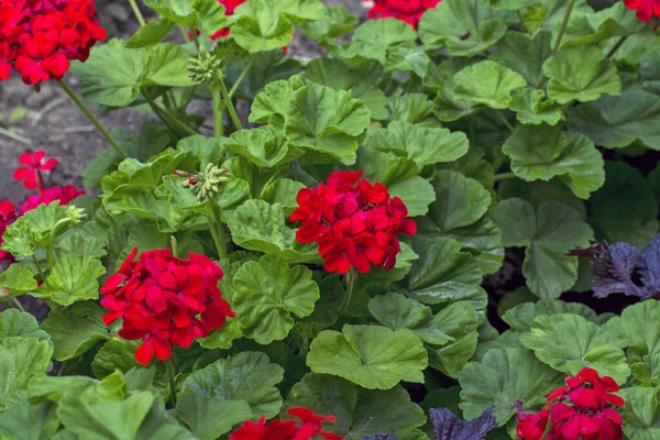Bahçede çiçek açan kırmızı pelargonium. Bu çiçekler bahçenin süsü..