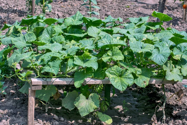 Bahçede Kendi Ihtiyaçları Için Salatalık Çiftliği Olan Bir Bahçe — Stok fotoğraf