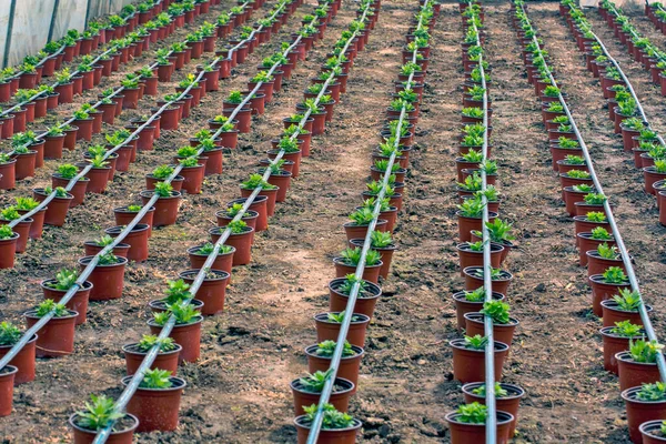 Preparación Plántulas Para Rosas Invierno Macetas Invernadero Les Proporciona Condiciones — Foto de Stock