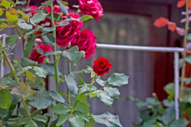 Ev bahçesindeki güzel kırmızı güller güzellik ve aroma saltanatını sürerler..