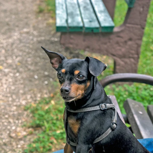 Cão Preto Calmo Obediente Senta Com Seu Dono Seu Colo — Fotografia de Stock