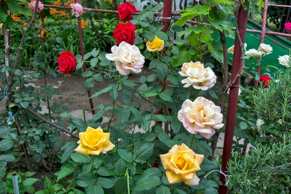 Lindas Rosas Amarelas Brancas Vermelhas Que Decoram Jardim Com Sua — Fotografia de Stock