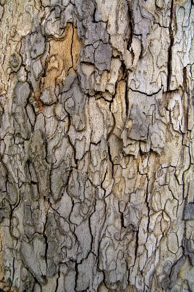 Yaşlı Platanus Acerifolia Nın Ağaç Kabuğu Yaşla Oyulmuş Ağaç Yaşından — Stok fotoğraf