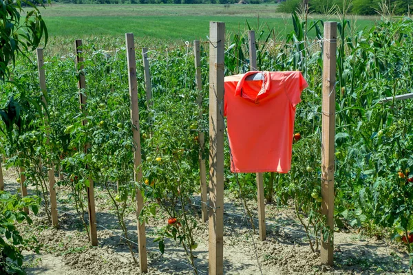 The brightly colored T-shirt that swings between the rows of tomatoes protects birds from attacking the fruit. The bird scarecrow is very effective, especially when there is little wind.