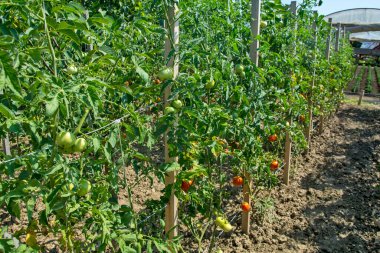 Sapı üzerinde güzel olgun bir domates. Olgunlaşmış ve gün içinde toplanacak bir domates..
