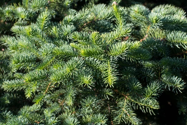 Filialer Med Barrträdskanyler Belysta Kvällssolen — Stockfoto