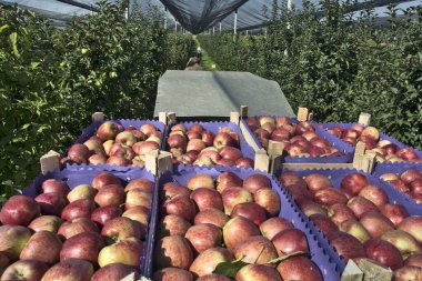 Kötü hava koşullarında tamamen ağlarla korunan elma çiftliği. Karavanda nakliye ve satış için taze toplanmış meyveler var..