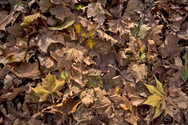 Листья Опадали Деревьев Землю Глубокой Осенью Начале Настоящей Зимы Листья — стоковое фото