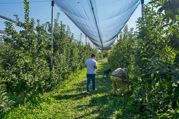 Sirig Sérvia Setembro 2018 Maçã Plantação Que Completamente Protegida Por — Fotografia de Stock