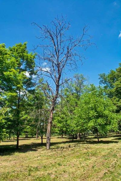 Stort Torrt Träd Vacker Park Trädet Måste Huggas Ner Eftersom — Stockfoto