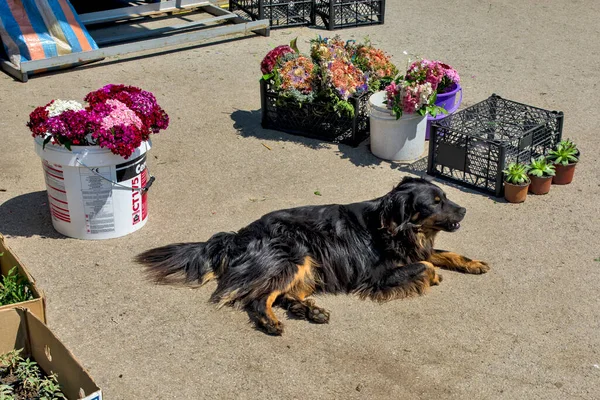 Zrenjanin Sérvia Maio 2017 Cão Estimação Fica Lado Flores Mercado — Fotografia de Stock