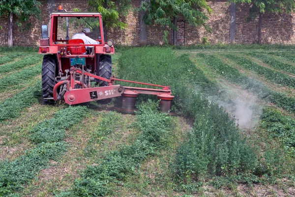 Elemir Serbia August 2019 Small Tractor Implements Mower Cuts Clover — Stock Photo, Image