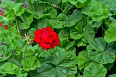 Bahçede çiçek açan kırmızı pelargonium. Bu çiçekler bahçenin süsü..