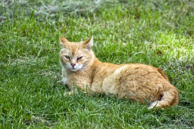 Büyük güzel bir kedi çimlerin üzerinde uzanıyor ve dinleniyor. Kedinin göz sorunu var..
